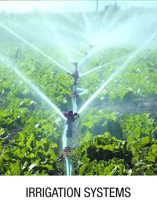 Farmer inspecting healthy green crop rows