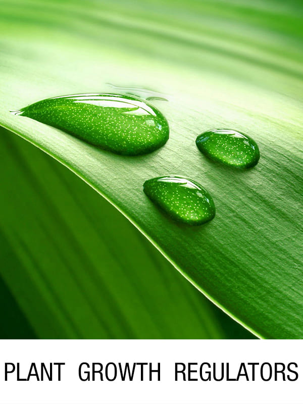 Dew drops on a green leaf representing plant growth solutions