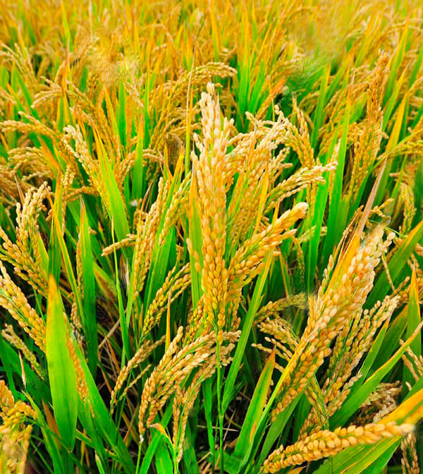 Golden paddy field ready for harvest